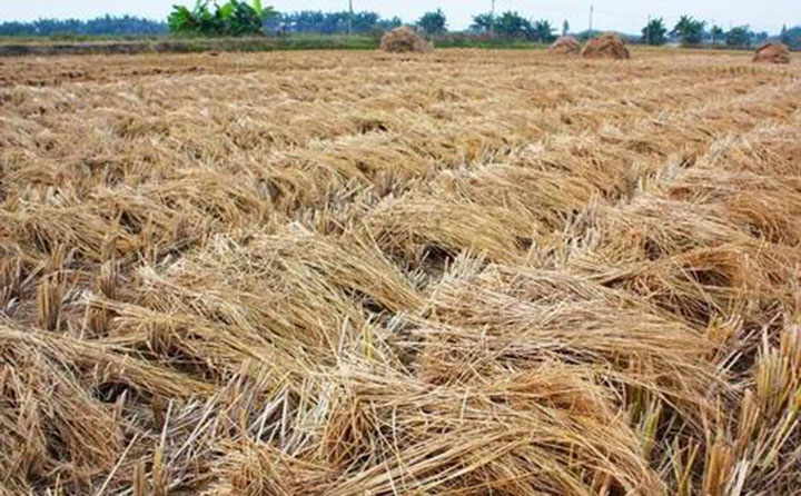 鋸末顆粒機原料 鋸末顆粒機原料