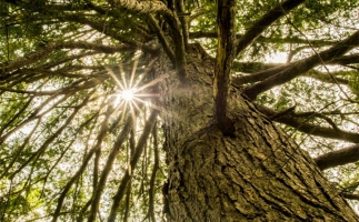 國家林草局張煒：大力發(fā)展林業(yè)生物質能源和木竹替代 實現生物減排固碳